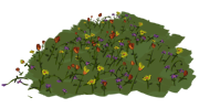 wild flowers